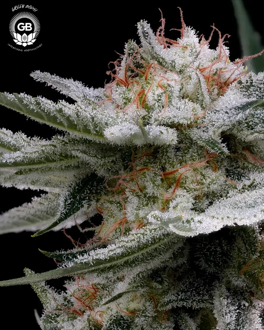 Mystery Haze Seeds