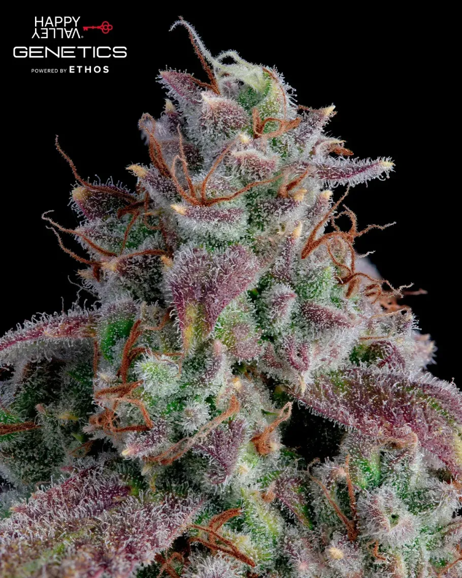 Oh My Thai Autoflower Seeds