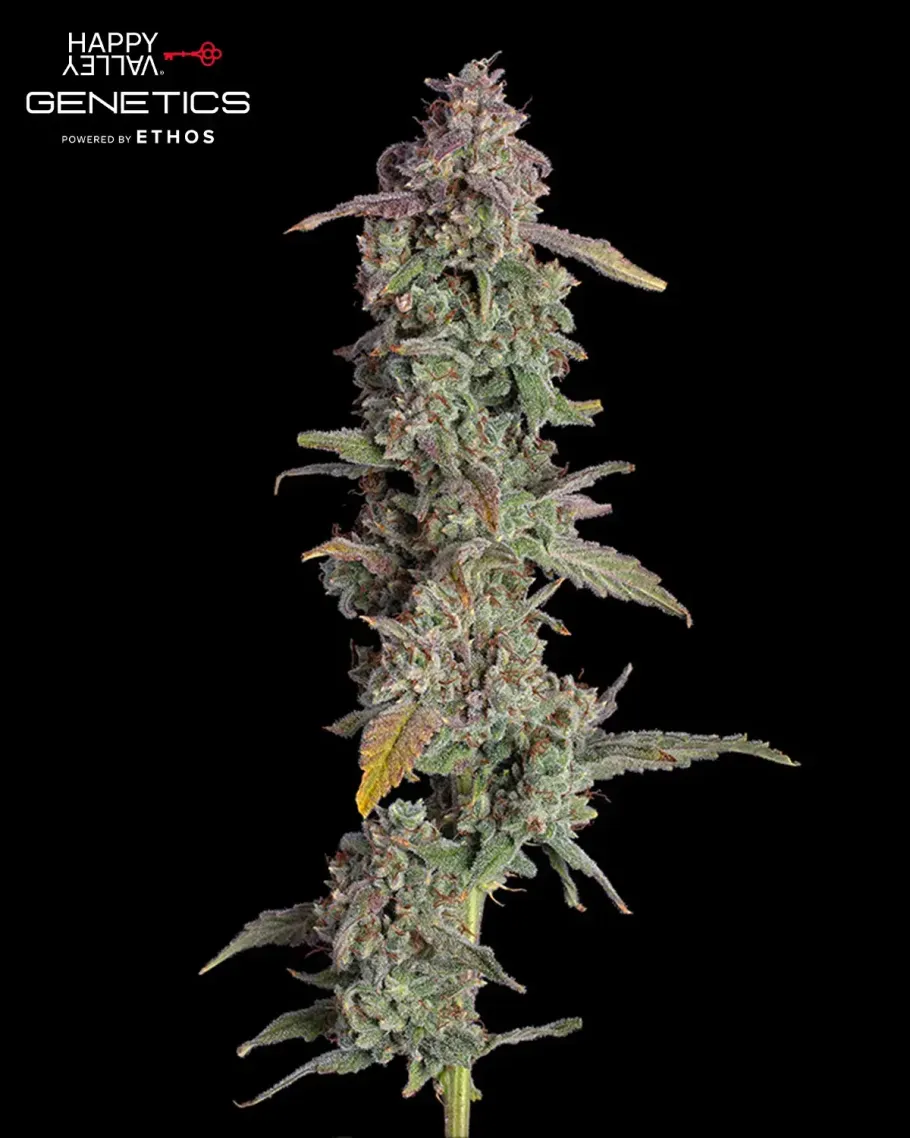 Oh My Thai Autoflower Seeds