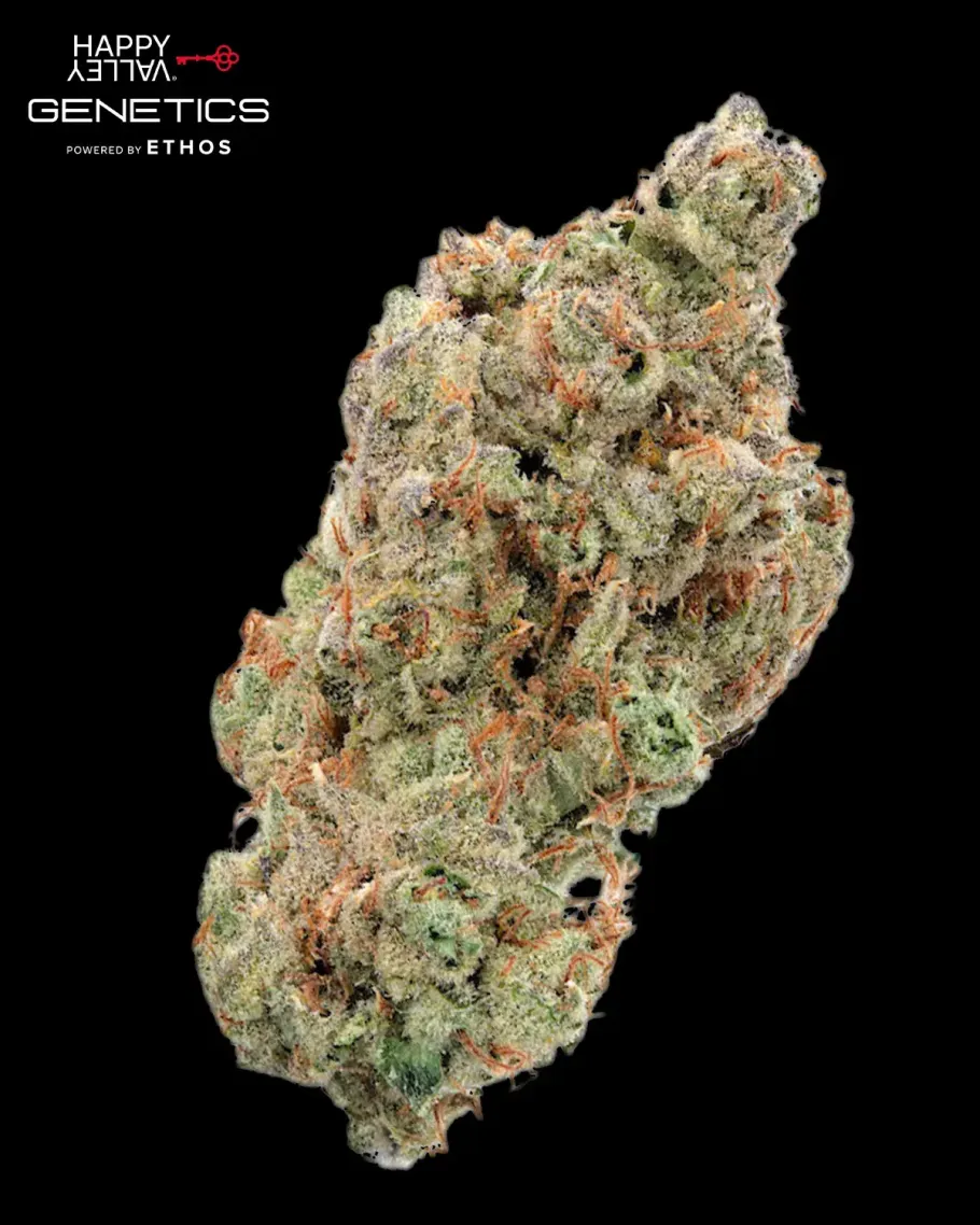 Oh My Thai Autoflower Seeds
