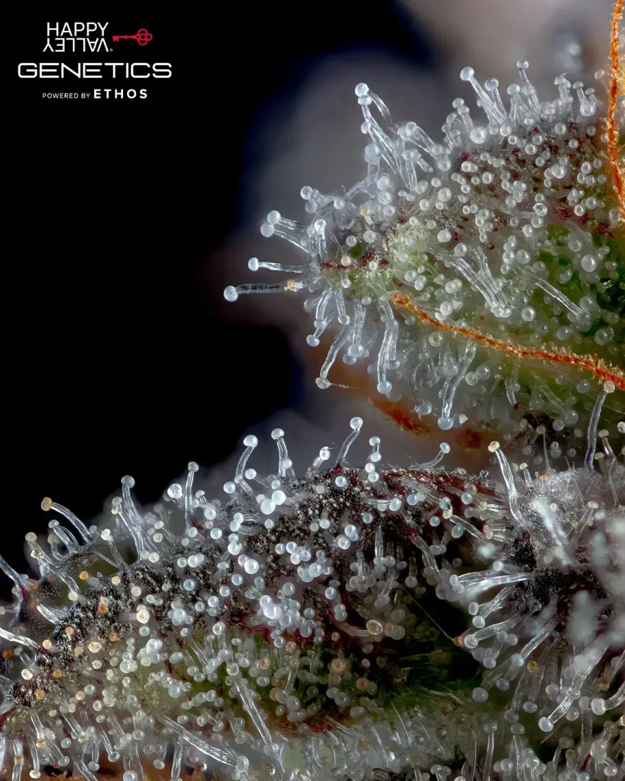 Overtime Seeds
