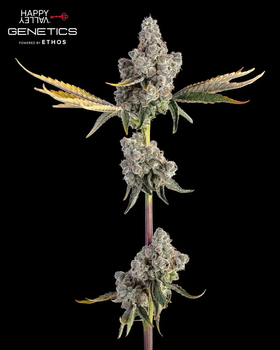 Overtime Seeds