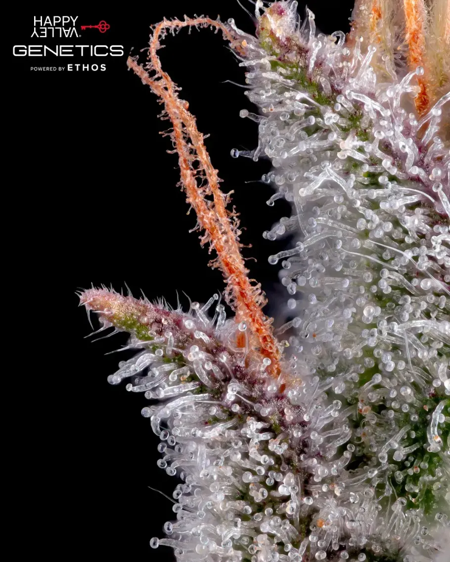 Pineapple Daddy Autoflower Seeds