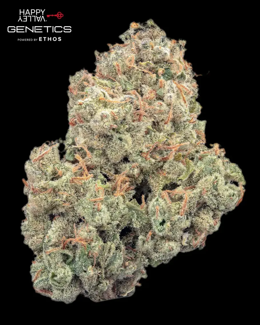 Pineapple Daddy Autoflower Seeds