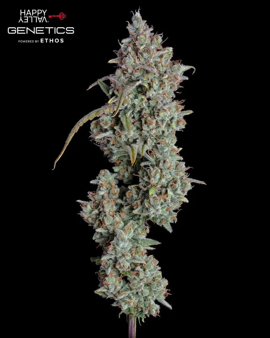 Pineapple Diesel Autoflower Seeds