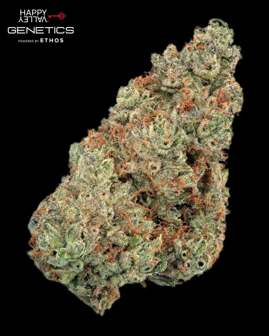Pineapple Diesel Autoflower Seeds