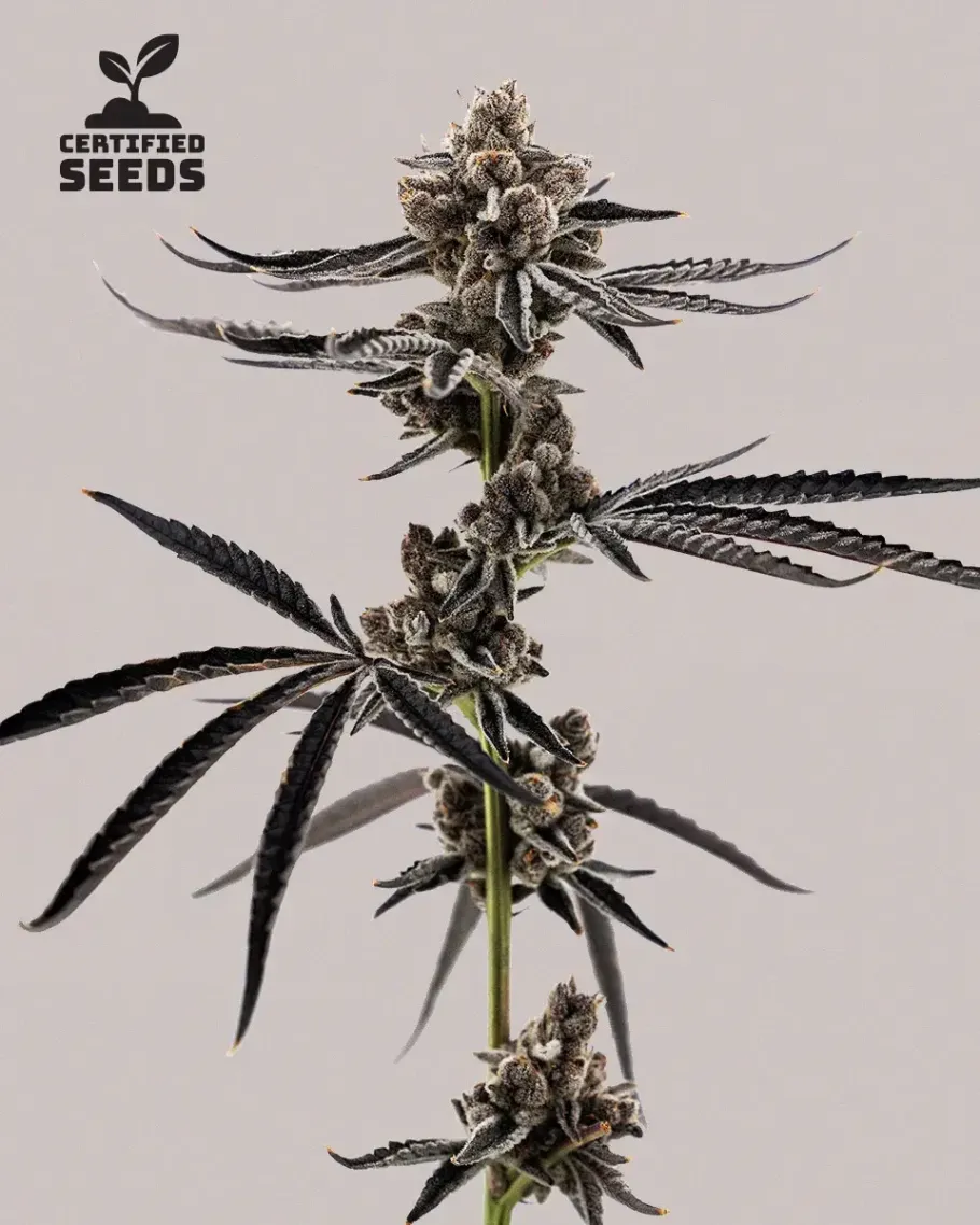 Project Fanta Seeds