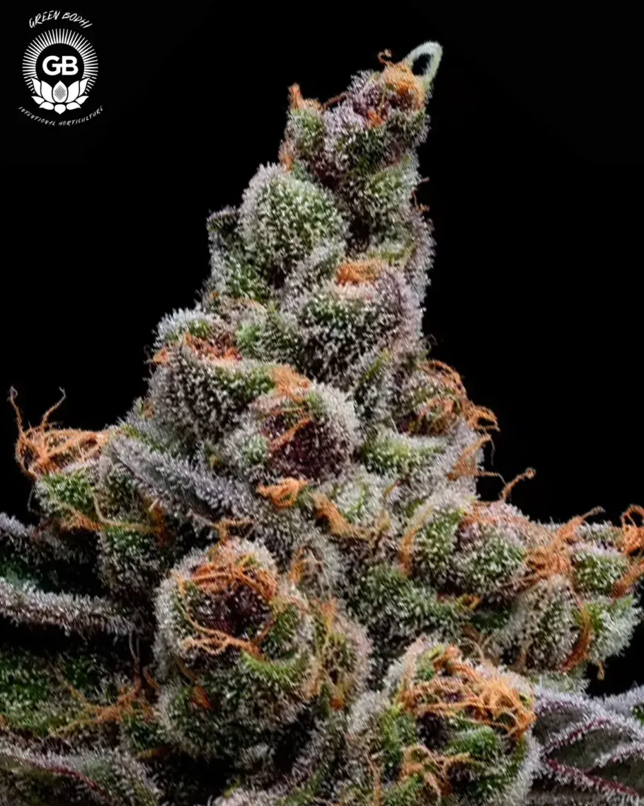 Purple Tangie Twist Seeds