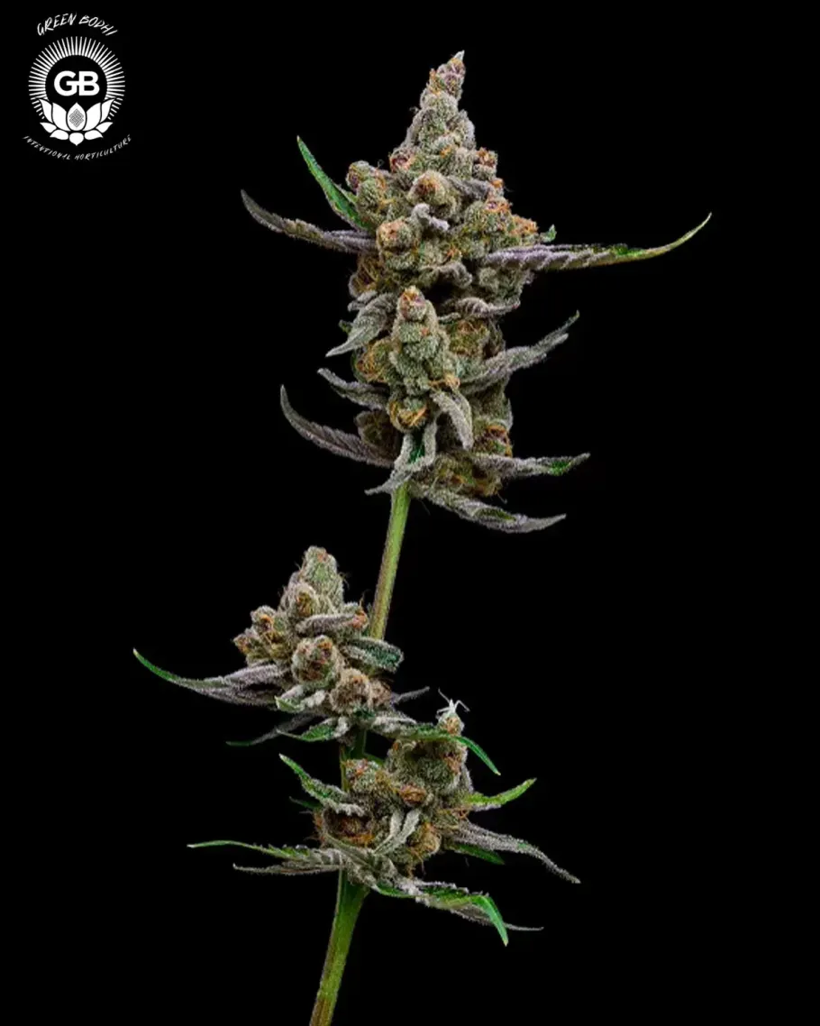 Purple Tangie Twist Seeds