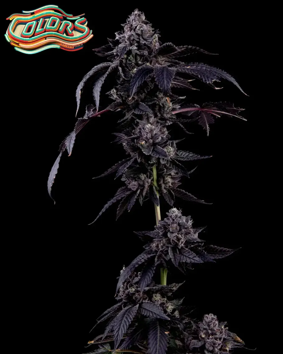 Rainbow Showers Seeds