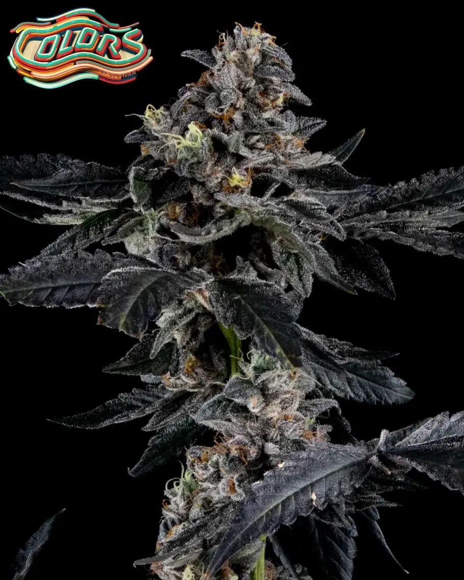 Rainbow Showers Seeds
