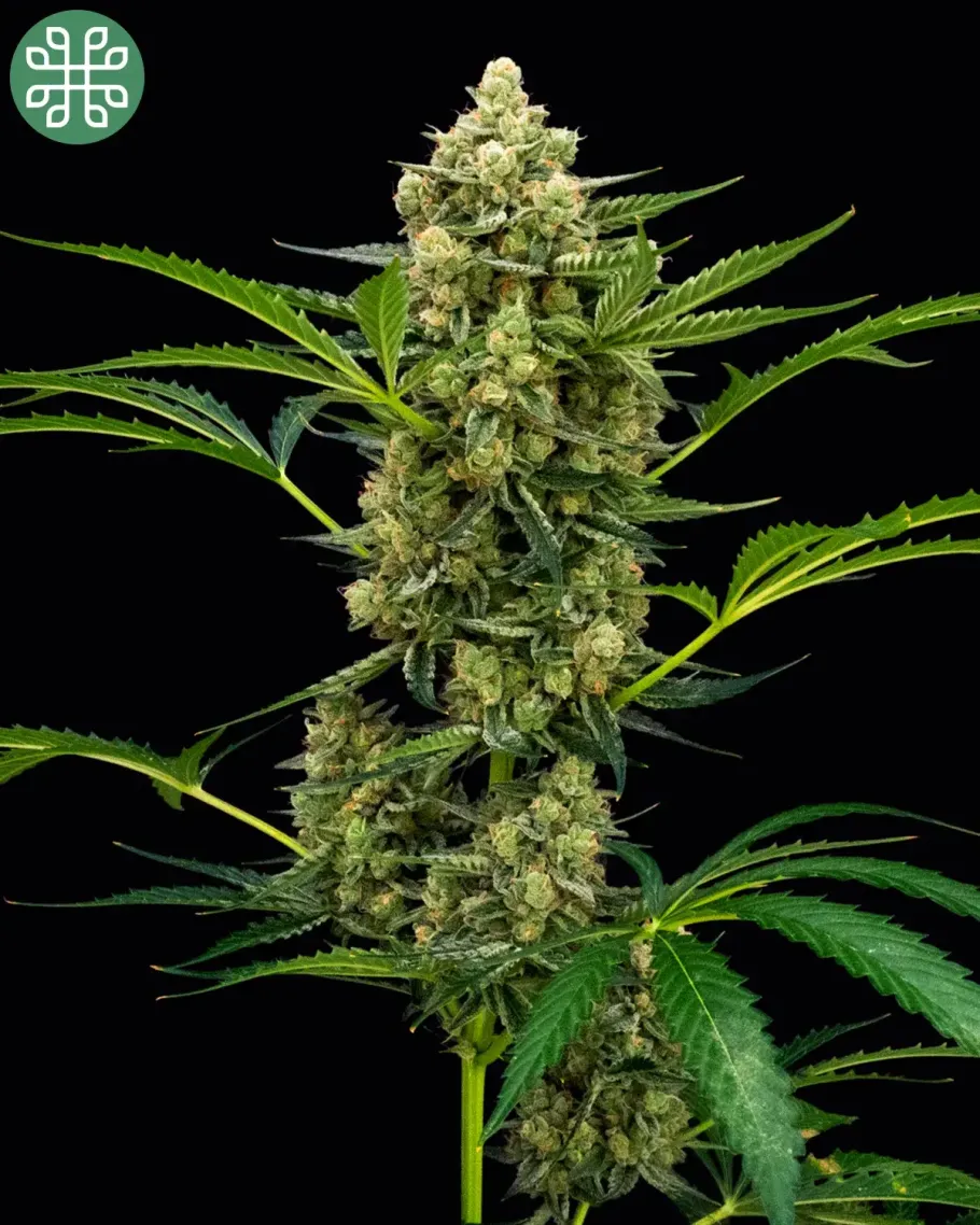 Rocket Juice Auto Seeds