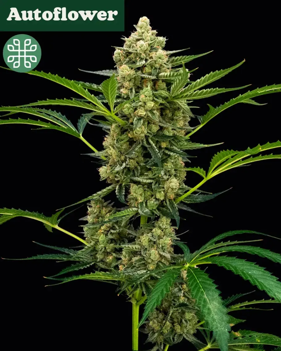Rocket Juice Auto Seeds