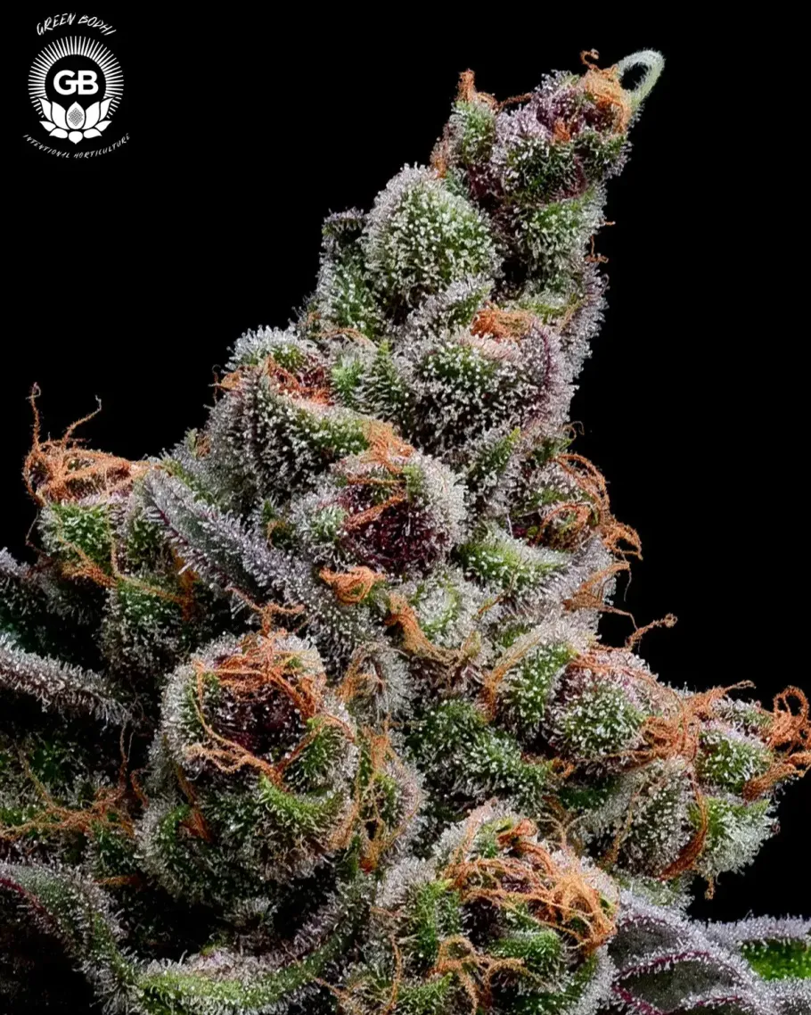 Sail Haten Seeds