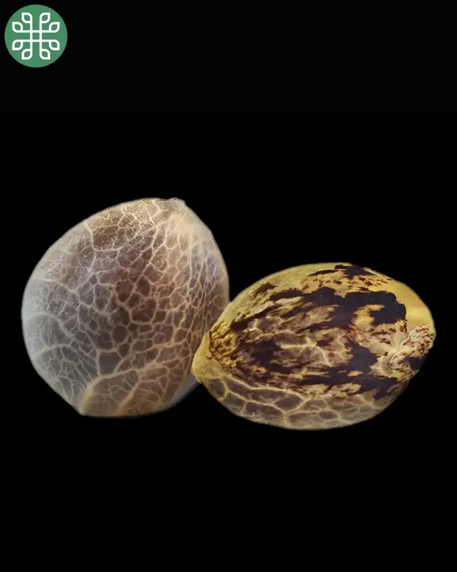 Yuzu Euphoria Autoflower Seeds