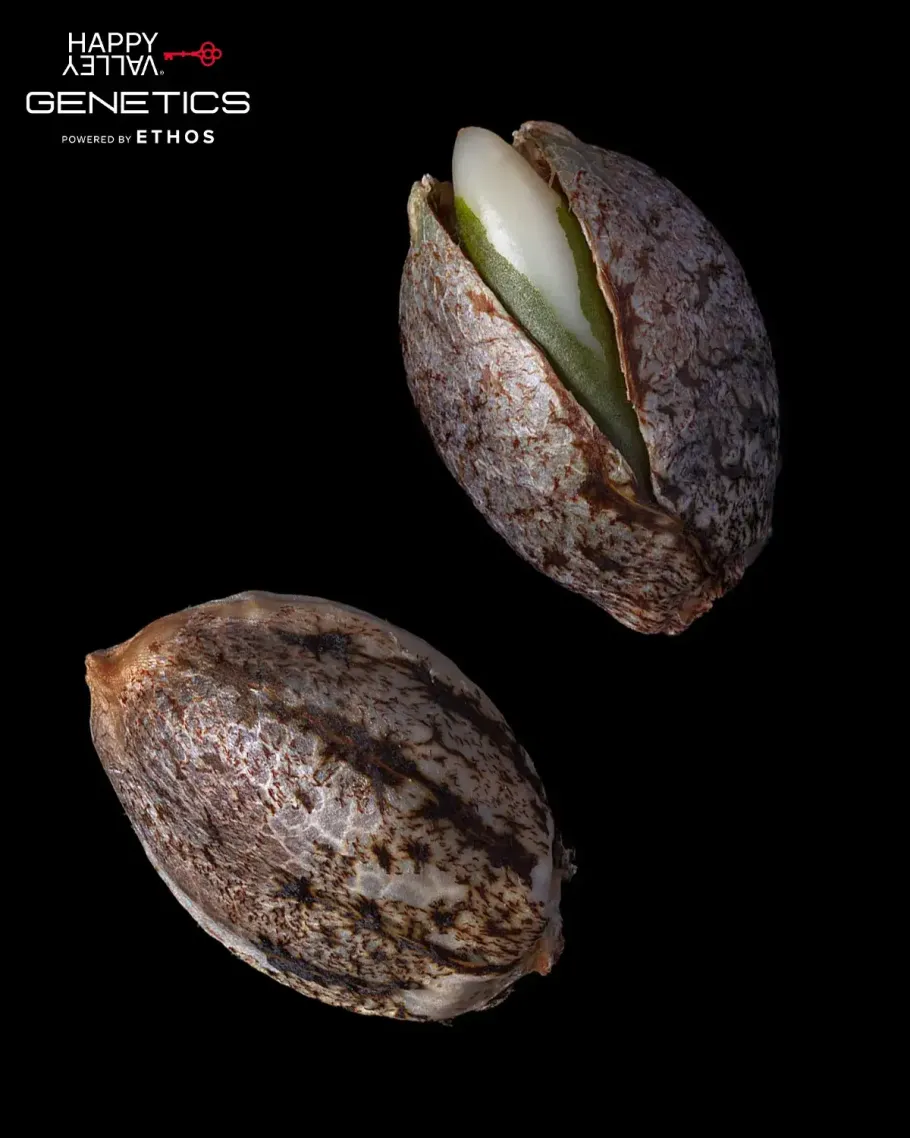 Easy Button Autoflower Seeds