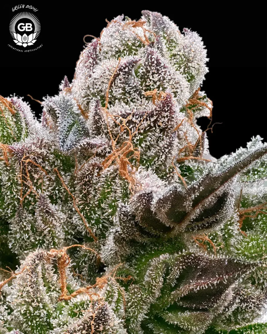 Sticky Bluntz Seeds