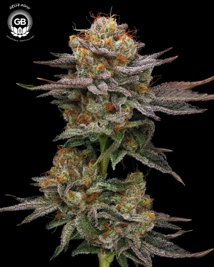Sticky Bluntz Seeds
