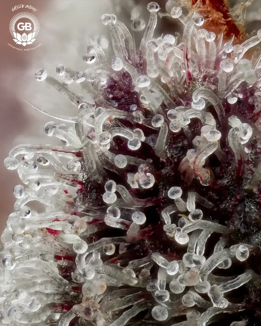 Sticky Bluntz Seeds