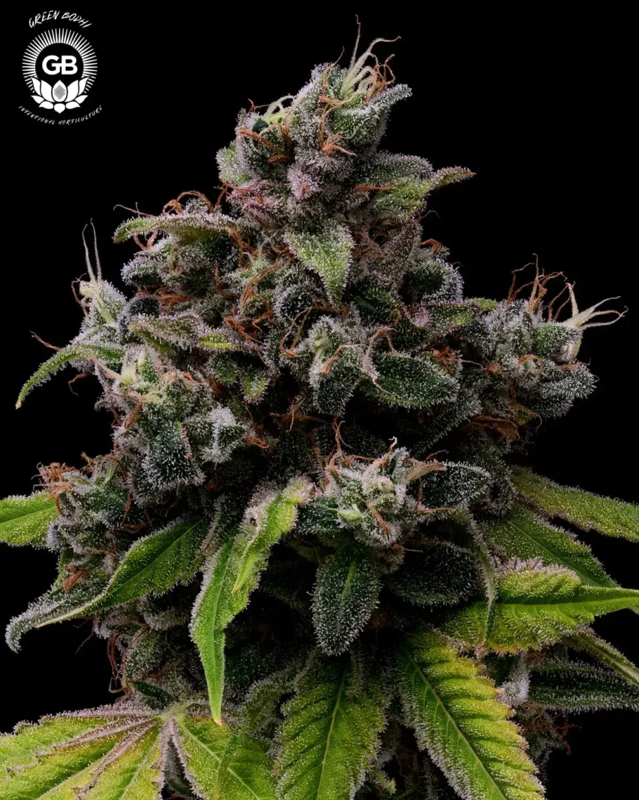 Tenzin Haze Seeds