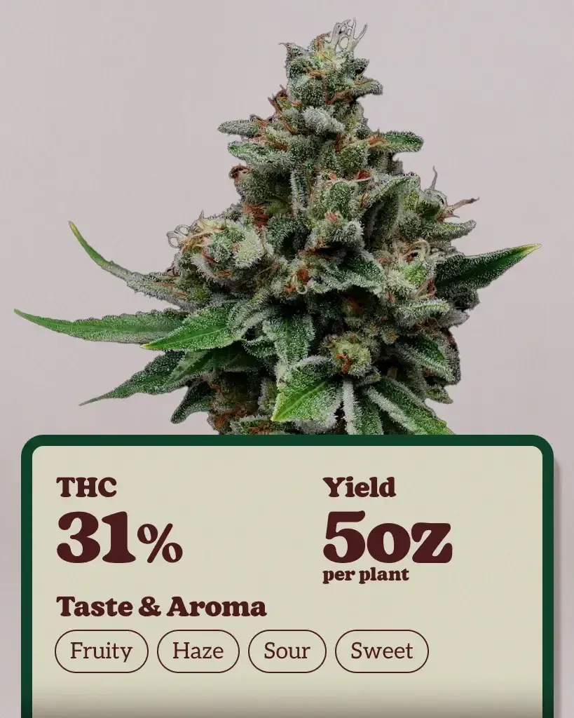 Tenzin Haze Seeds