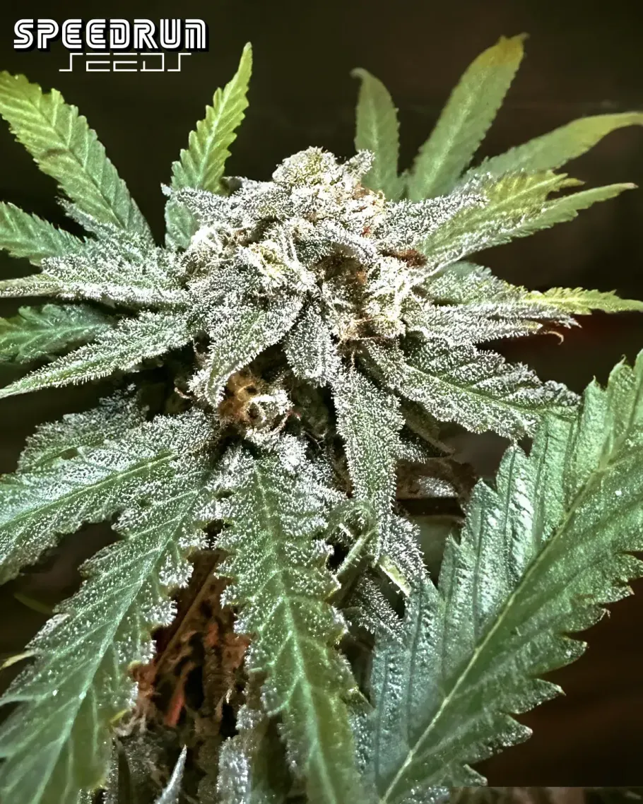 Terp Sneeze Autoflower Seeds