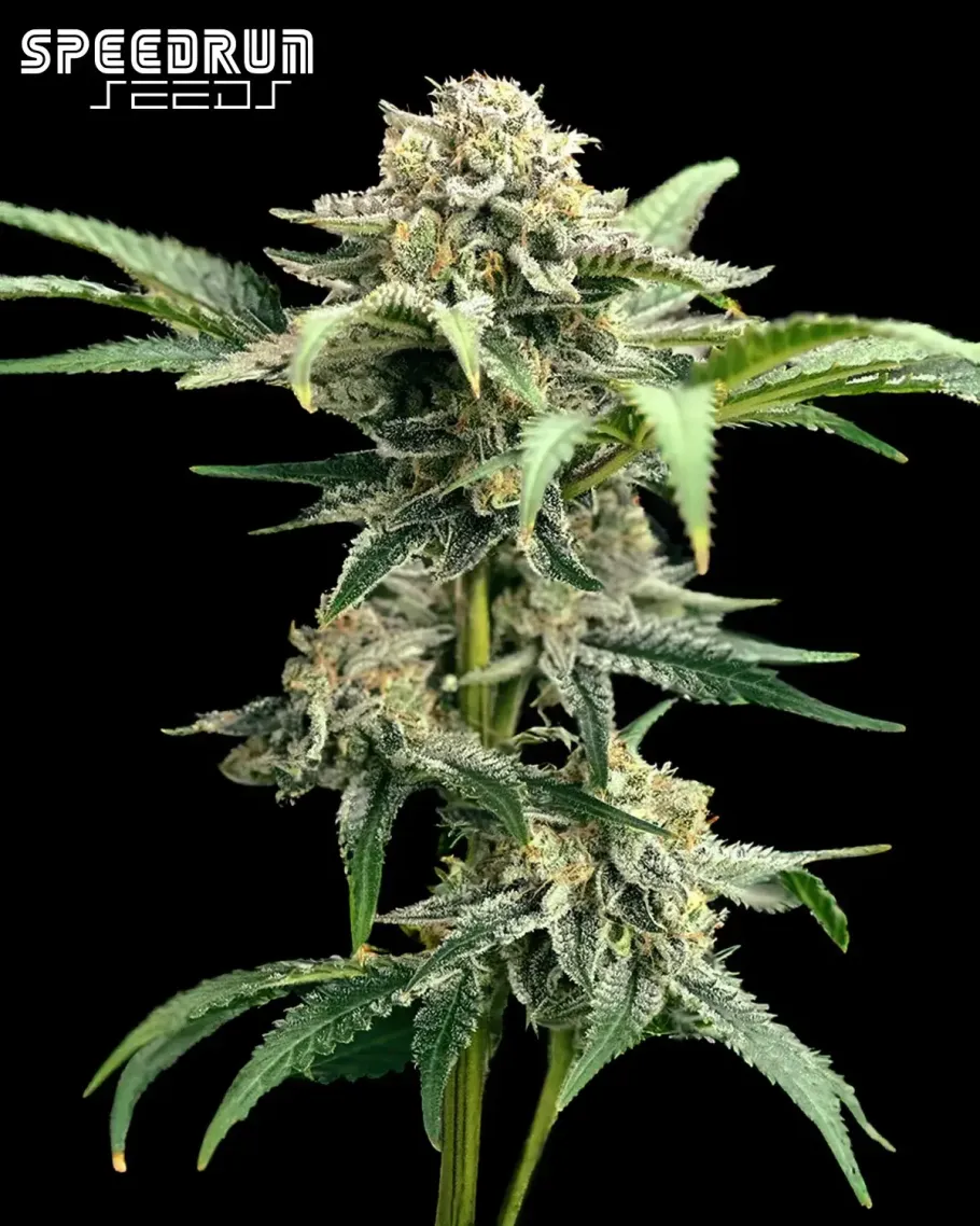 Terp Sneeze Autoflower Seeds