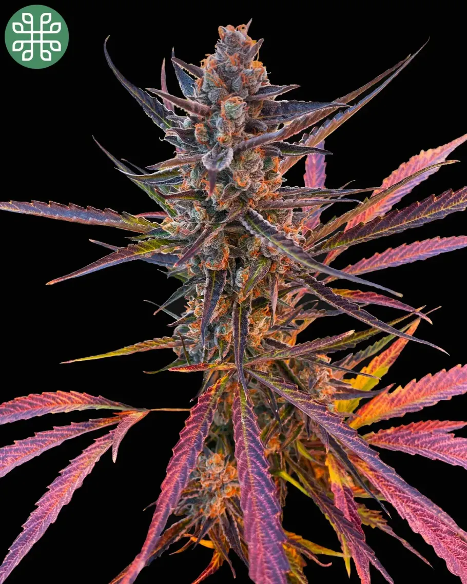 Yuzu Euphoria Autoflower Seeds