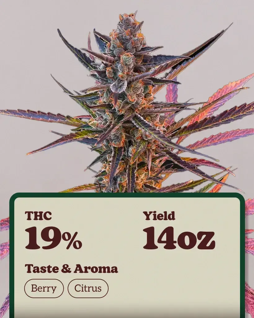 Yuzu Euphoria Autoflower Seeds