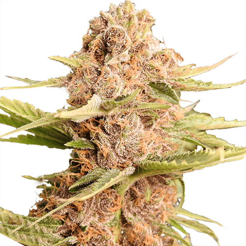 Buy Girl Scout Cookies Extreme Cannabis Seeds In Usa Ilgm