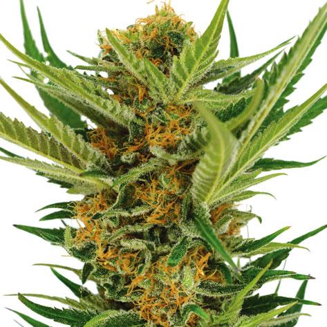 Jack Herer Marijuana Strain (Review)