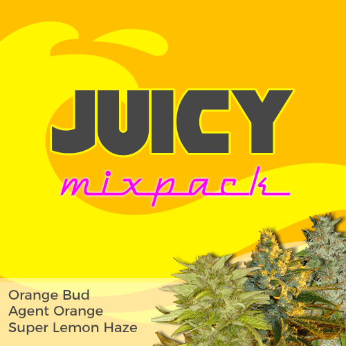 Buy Juicy Citrus Feminized Weed Seed Mixpack Ilgm