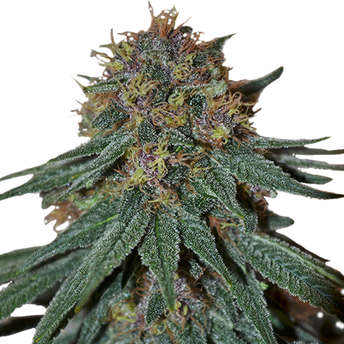 The Advanced overview exactly How To sprud Fascinating Purple Haze Seeds