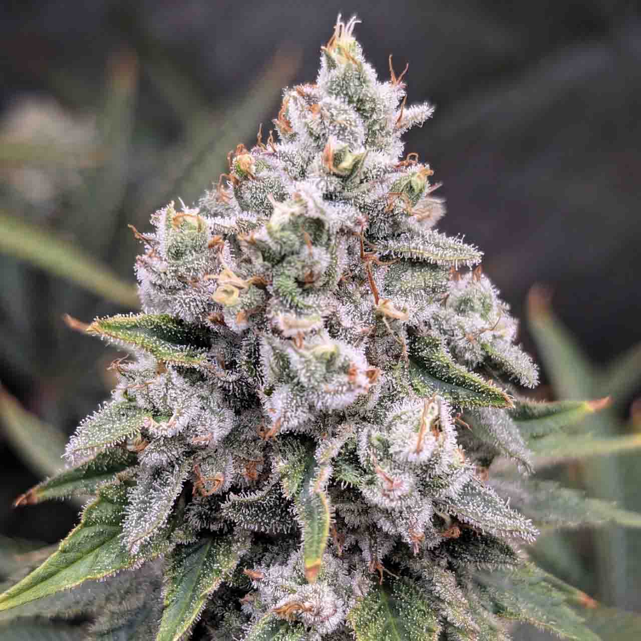 Gallery photo 3