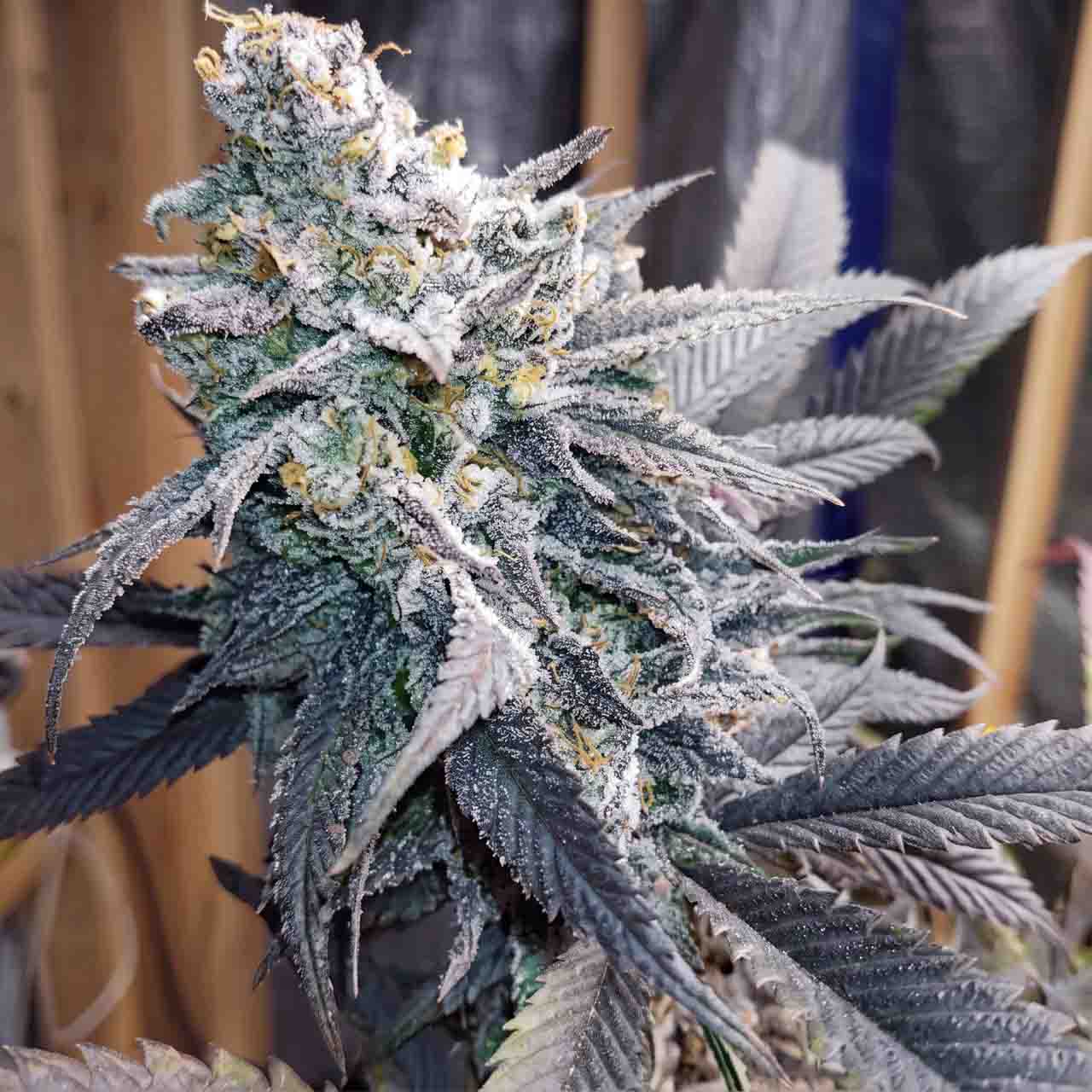 Gallery photo 3