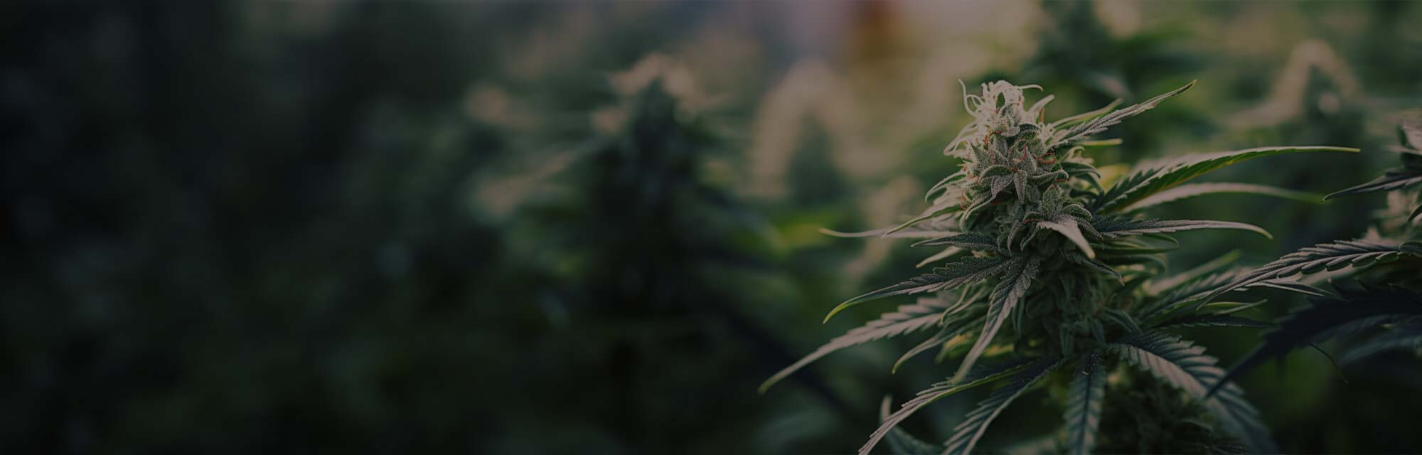 Buy Marijuana Seeds That Grow