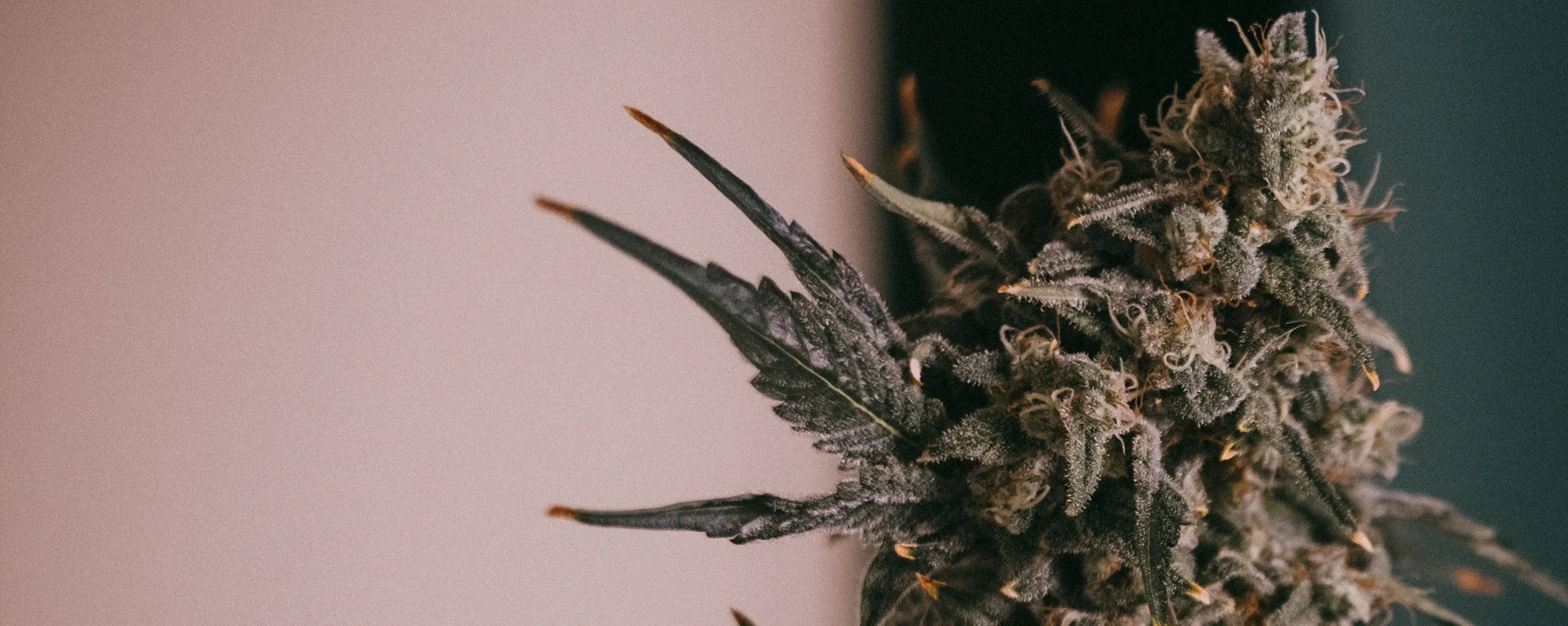 Cannabis plant - desktop Cannabis plant - desktop