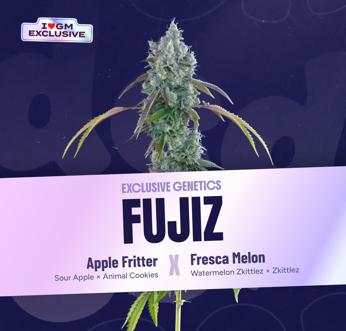 Fujiz seeds — Apple Fritter × Fresca Melon