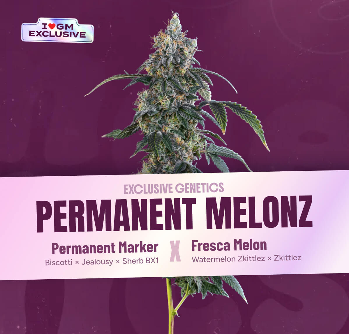 Permanent Melonz seeds — Permanent Marker × Fresca Melon