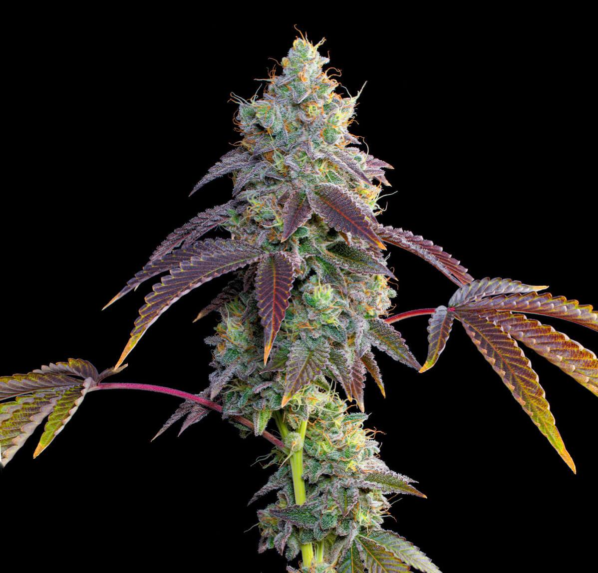 Strawberry Gummies seeds — Strawberries n Cream × Papayadawg