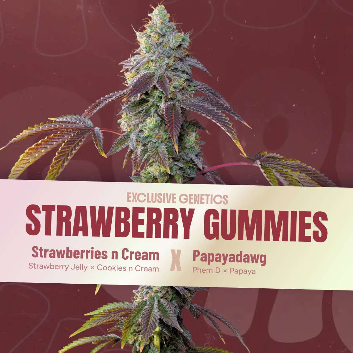 Strawberry Gummies seeds — Strawberries n Cream × Papayadawg