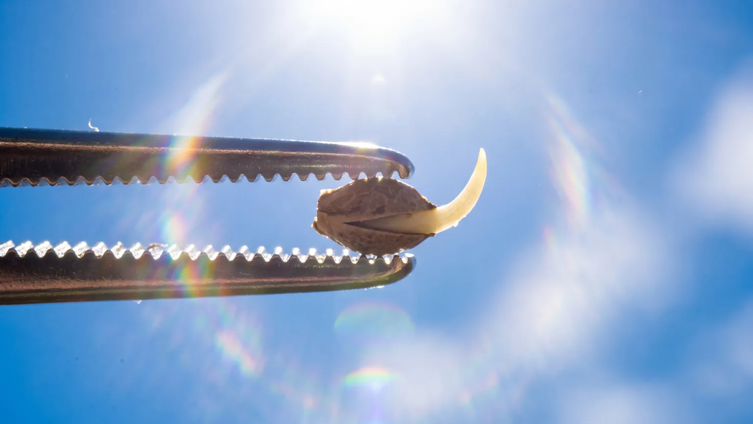 A germinated cannabis seed with its taproot showing, held in tweezers against a bright sky