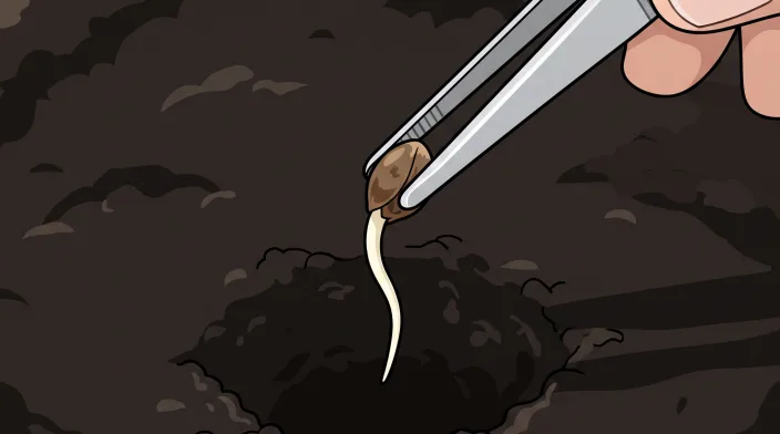 Tweezers lowering a sprouted seed taproot-down into dark soil