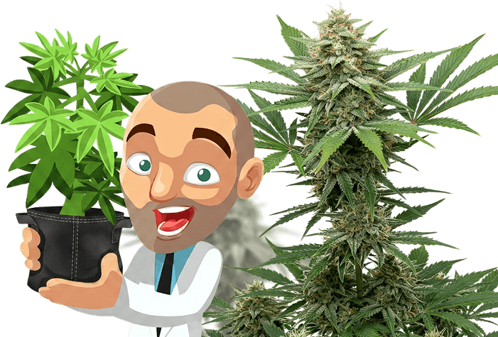 Grower holding a cannabis plant