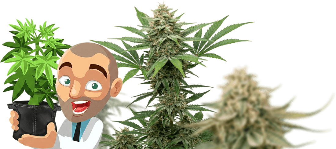 Grower holding a cannabis plant