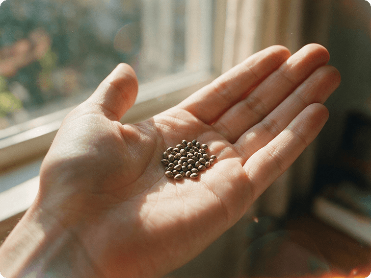 Cannabis seeds in the palm of a hand