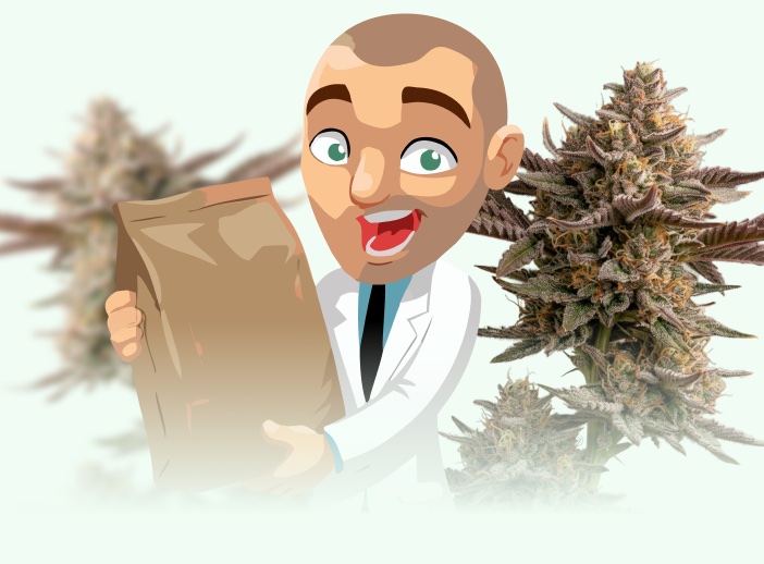 ILGM grower holding a seed bag beside two cannabis colas
