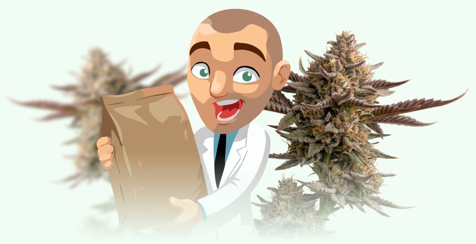 ILGM grower holding a seed bag beside two cannabis colas