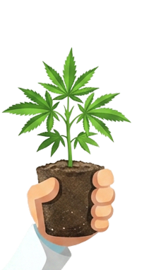 Hand holding a cannabis seedling in a soil plug