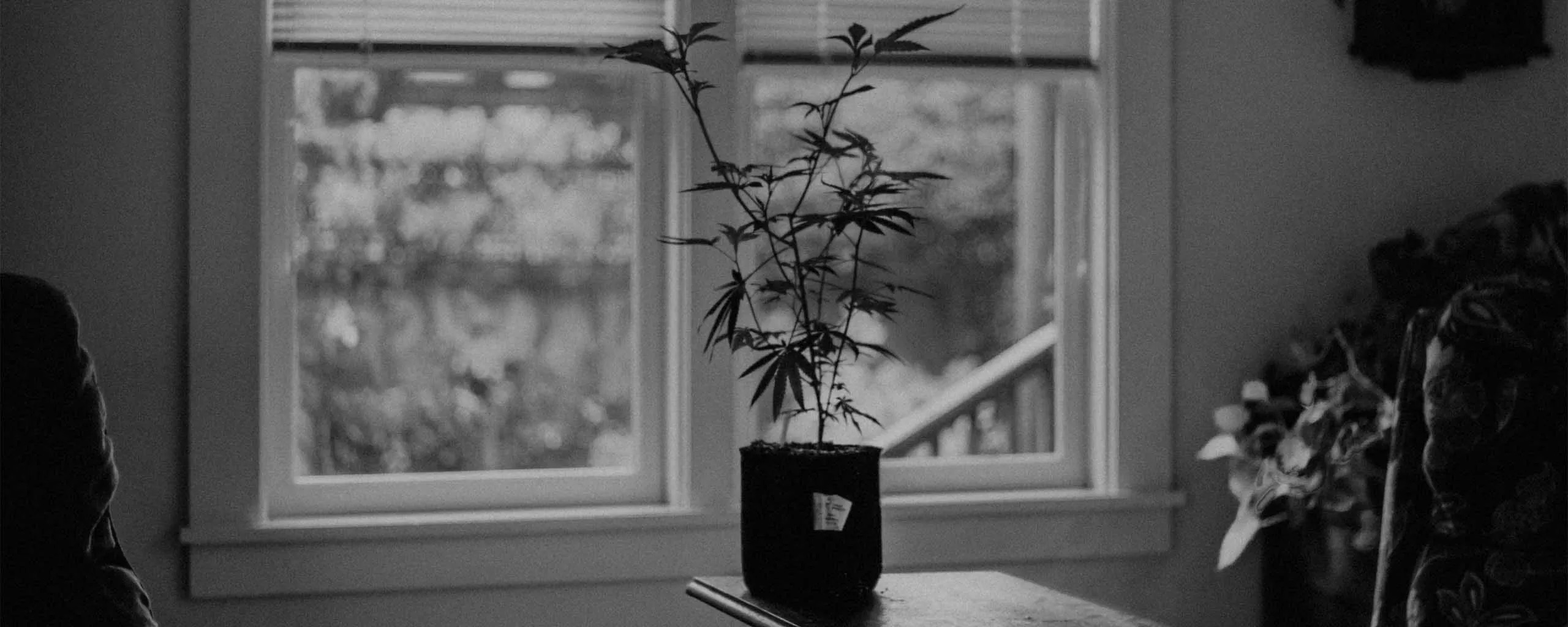 Cannabis plant growing on a windowsill